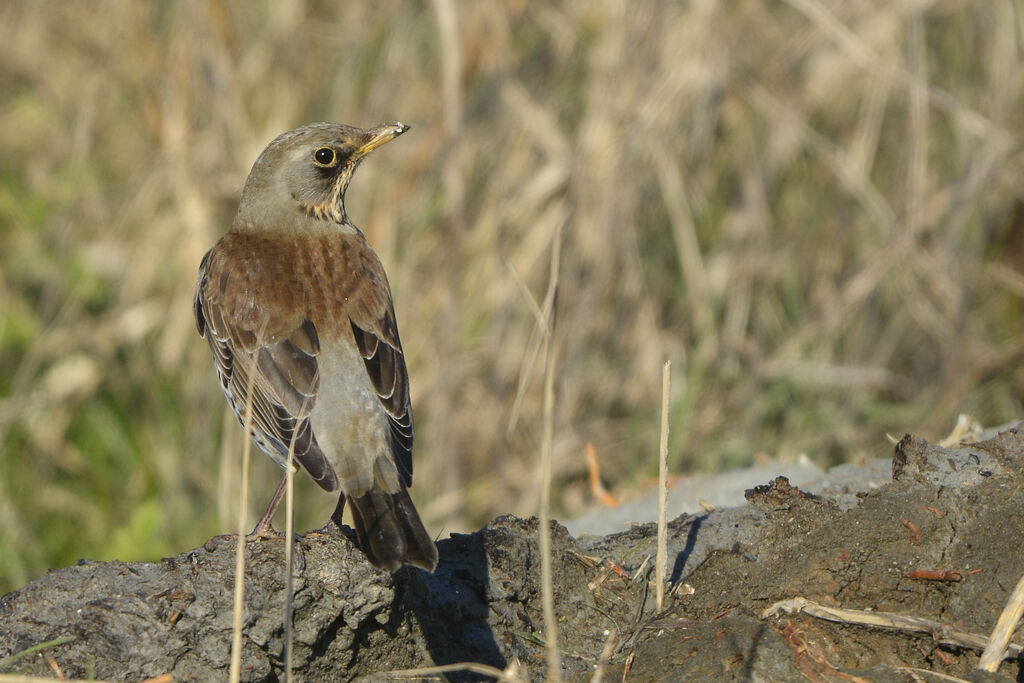 Fieldfareadult, identification