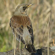 Fieldfare