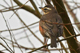 Redwing