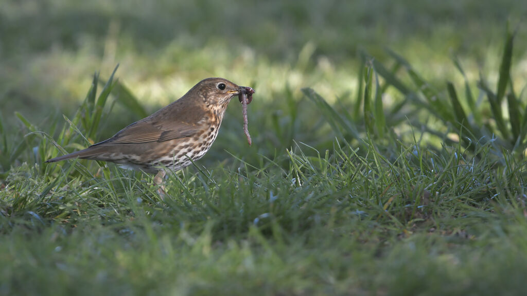 Song Thrushadult, identification, feeding habits