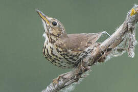 Song Thrush