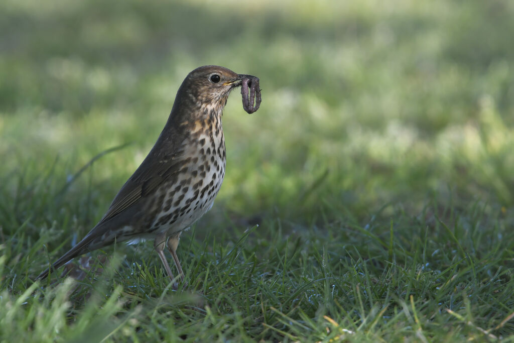 Song Thrushadult, identification, feeding habits