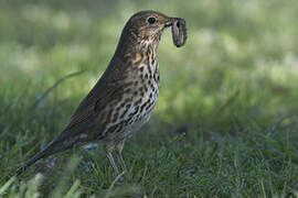 Song Thrush