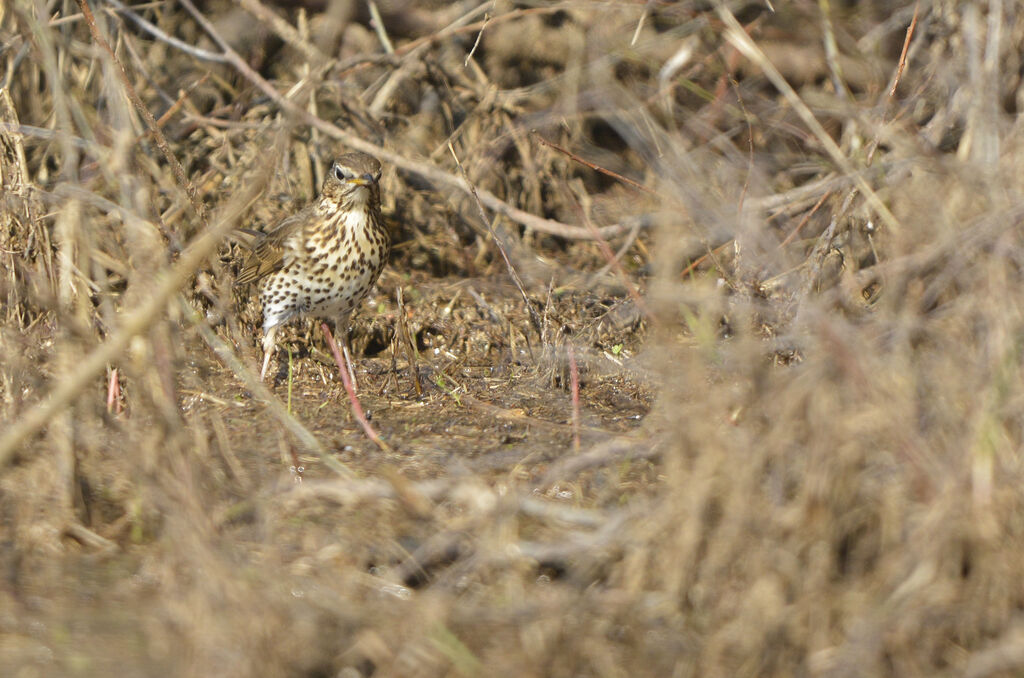 Song Thrush, identification