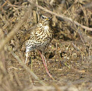 Song Thrush