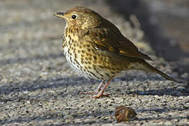 Song Thrush