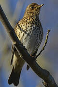 Song Thrush