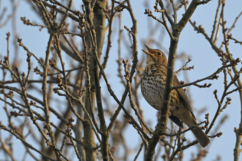 Song Thrush male adult, song