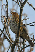 Song Thrush