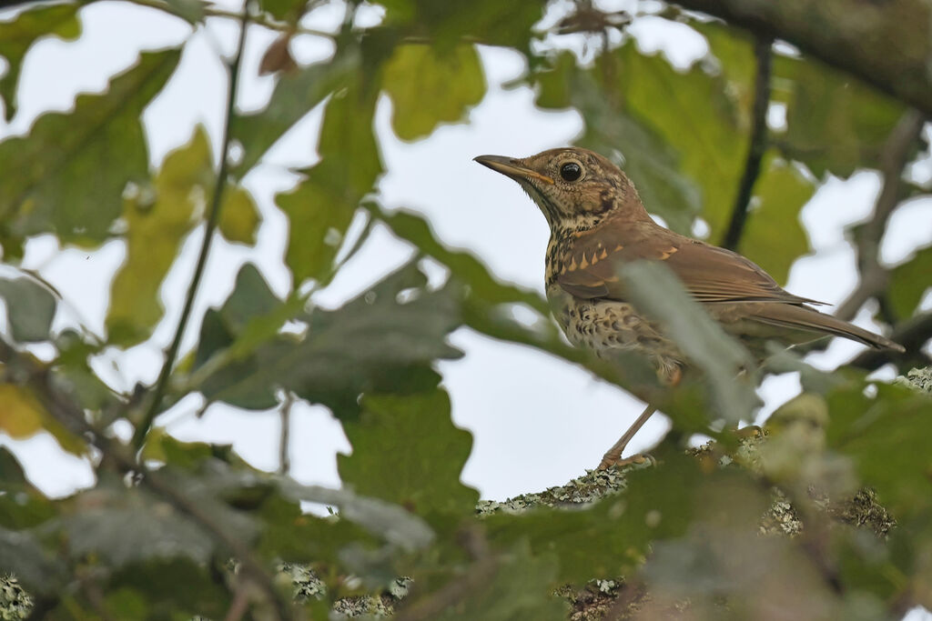 Grive musiciennejuvénile, identification