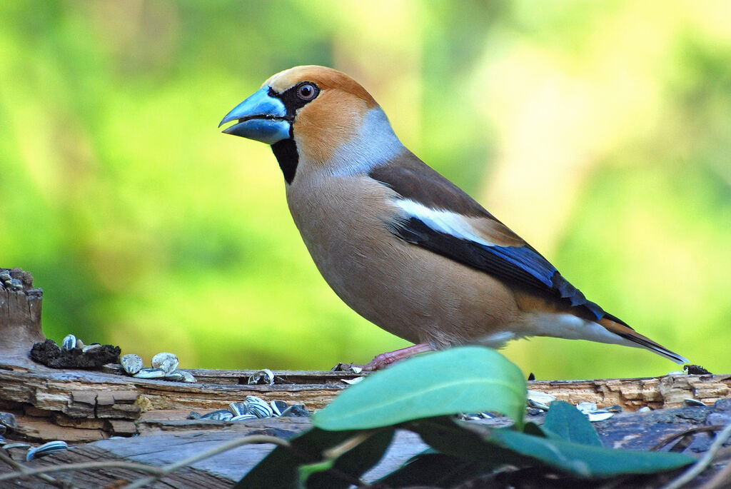 Hawfinch male adult