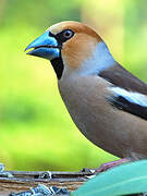 Hawfinch