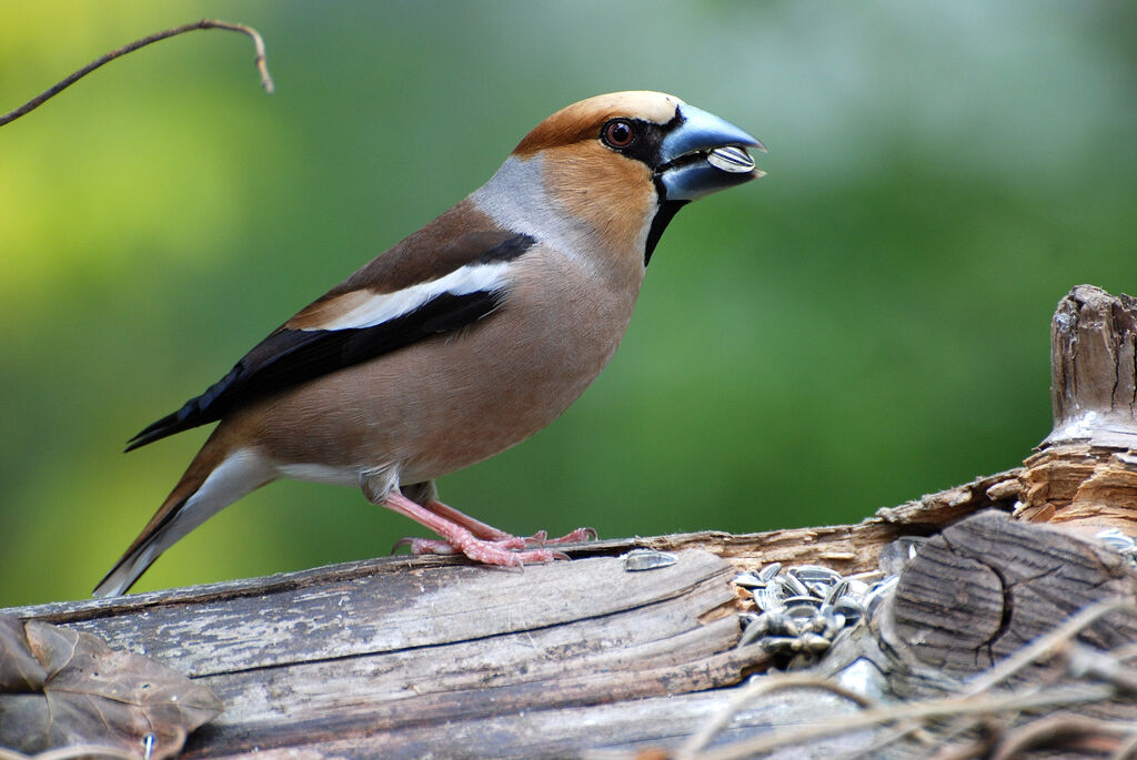 Hawfinch male adult