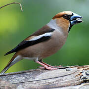 Hawfinch