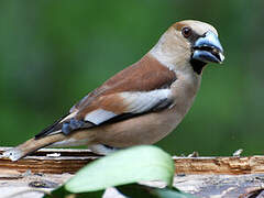 Hawfinch