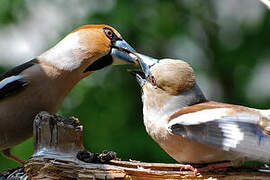 Hawfinch