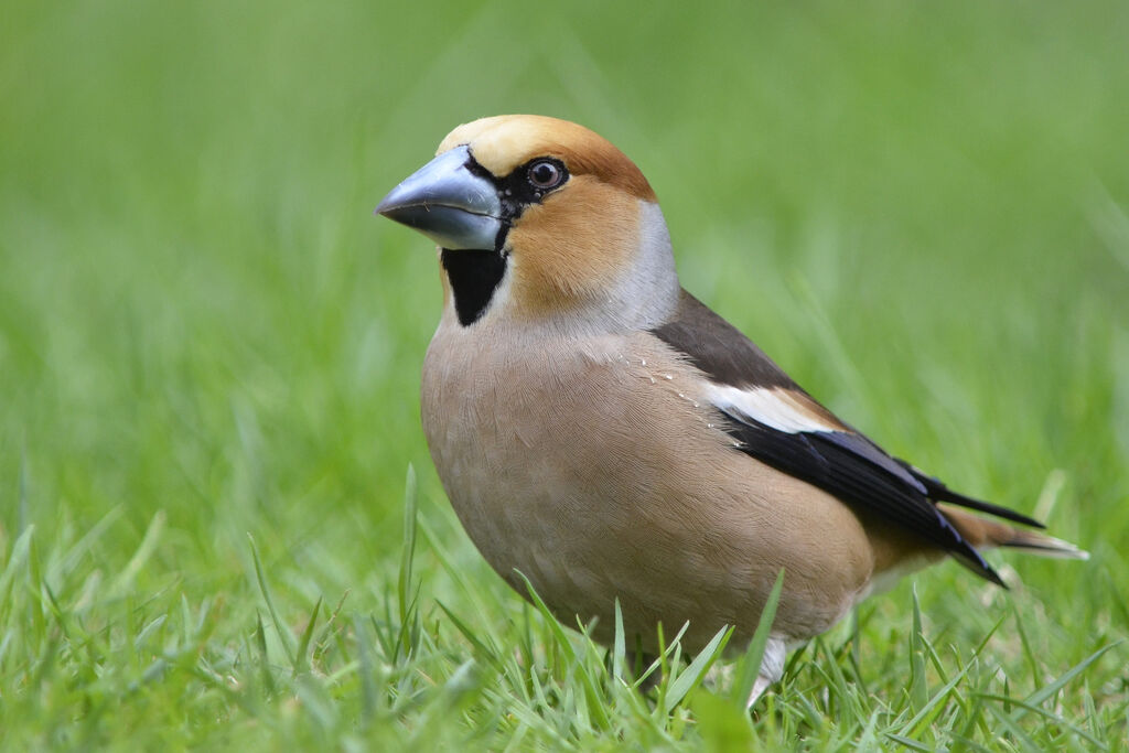 Hawfinch male adult