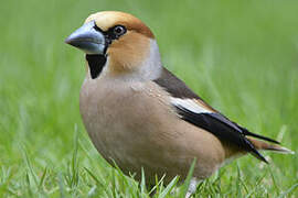 Hawfinch