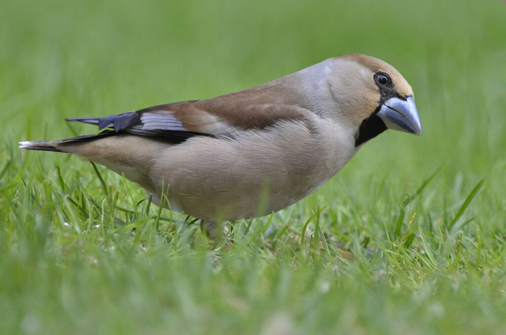 Hawfinch female adult, identification