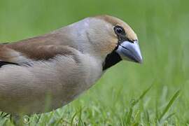 Hawfinch