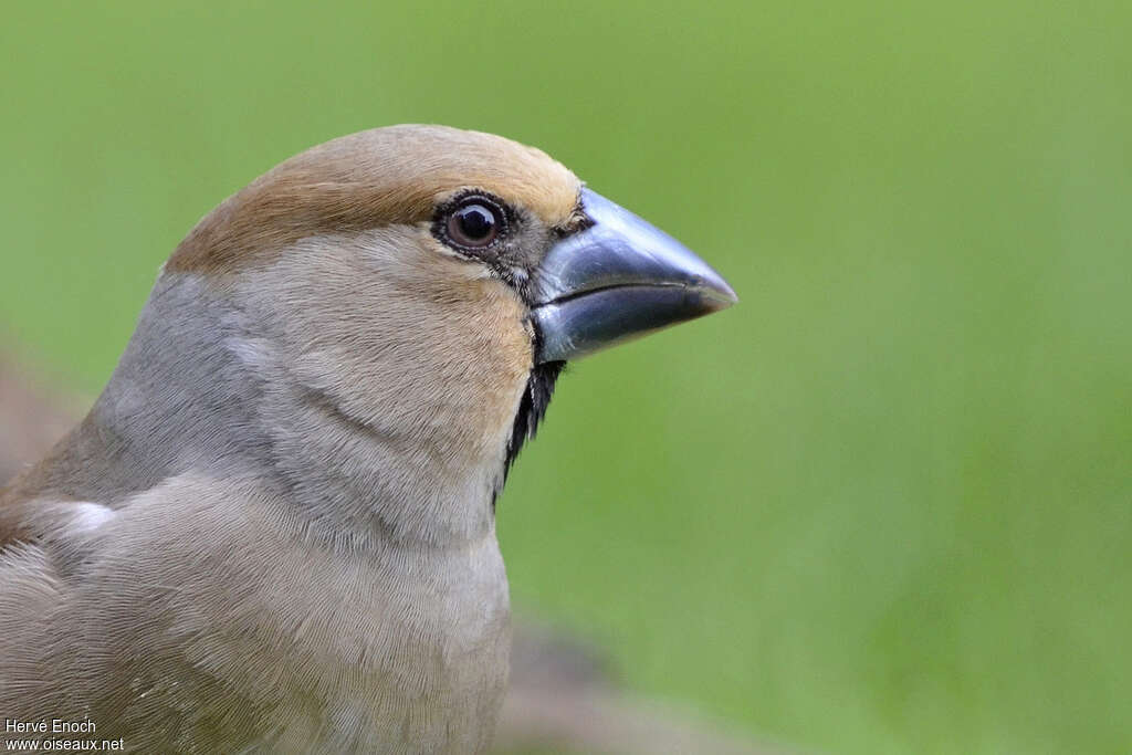 Hawfinch female adult, close-up portrait