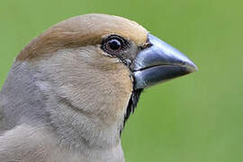 Hawfinch