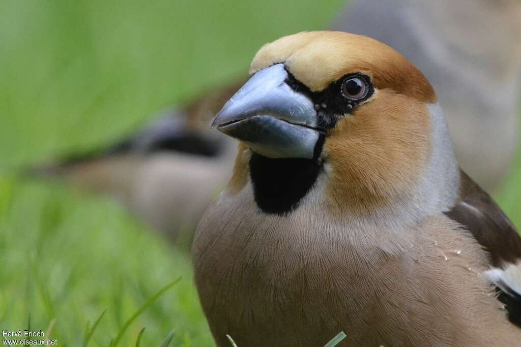 Hawfinch male adult breeding, close-up portrait