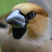 Hawfinch