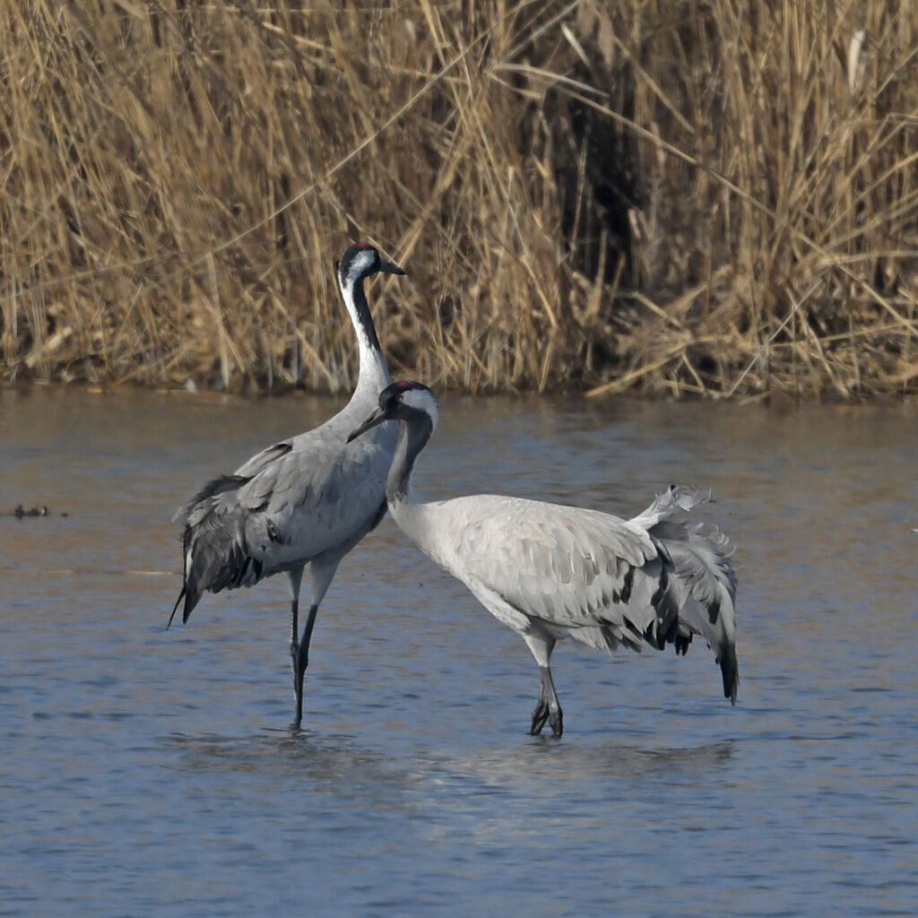 Common Craneadult post breeding