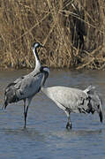 Common Crane