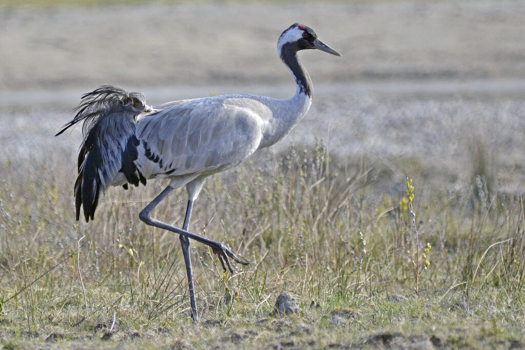 Grue cendrée, identification