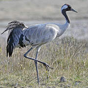 Common Crane