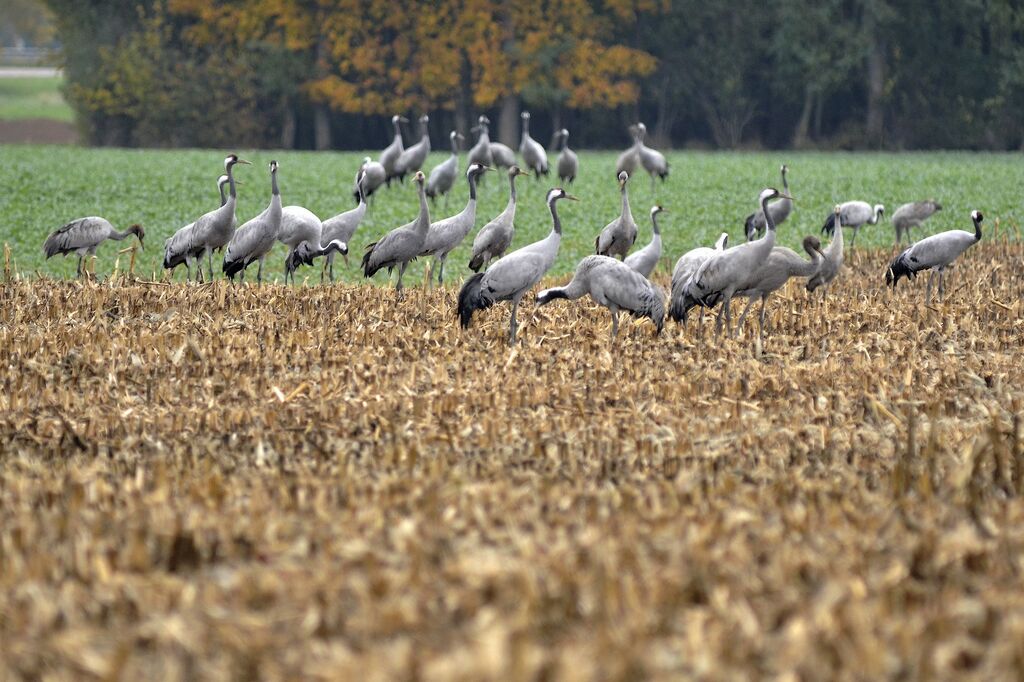 Common Crane