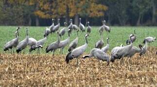 Common Crane