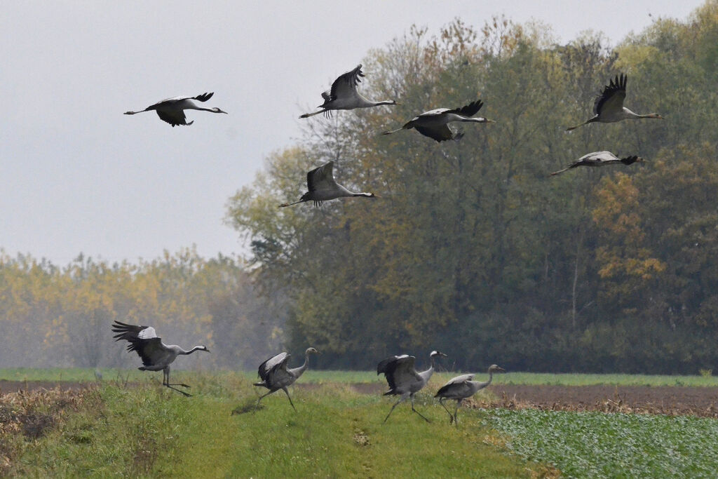 Common Crane, Flight