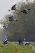 Common Crane