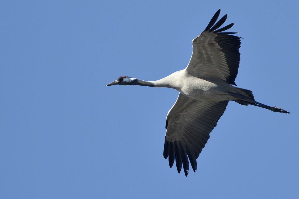 Common Craneadult, Flight