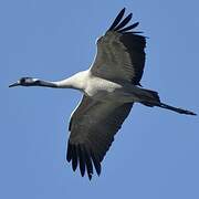 Common Crane