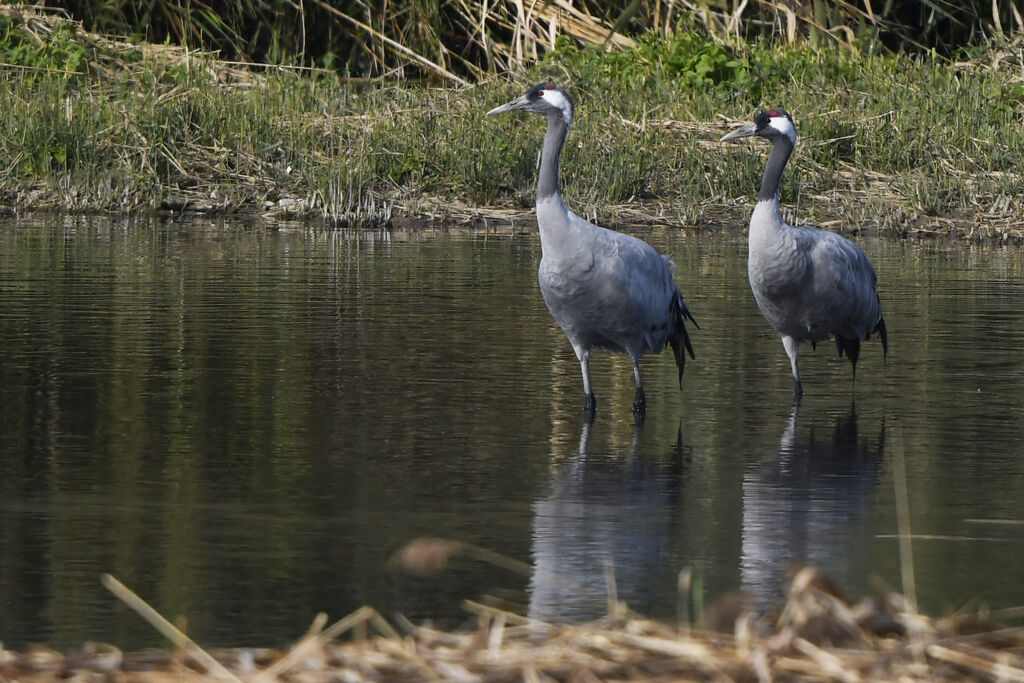 Common Craneadult