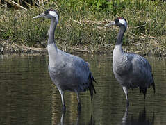 Common Crane