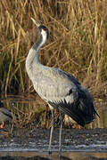 Common Crane