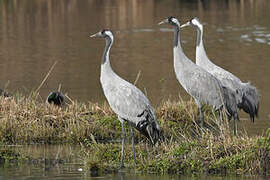 Common Crane