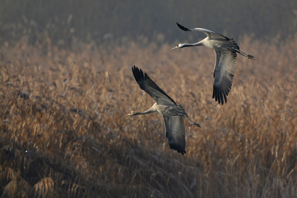 Common Crane, Flight