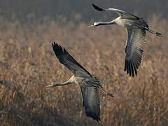 Common Crane