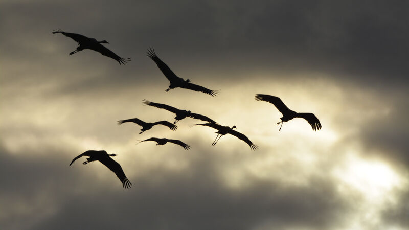 Common Crane, Flight