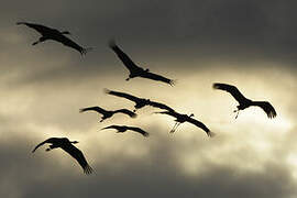 Common Crane