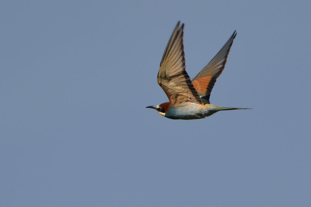 European Bee-eater, Flight