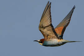 European Bee-eater