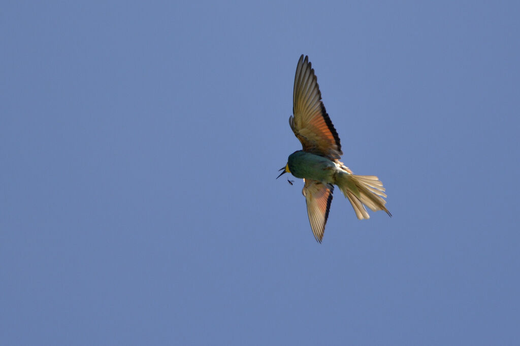 European Bee-eater, feeding habits