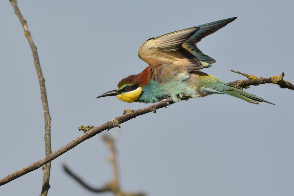 European Bee-eater